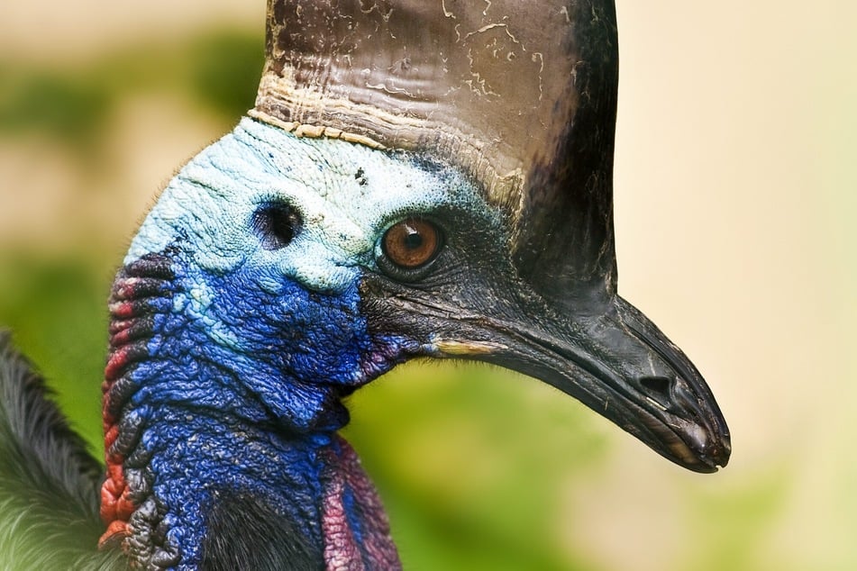 Solche Laufvögel, genannt Helmkasuare, will sich der Zoo neu anschaffen.
