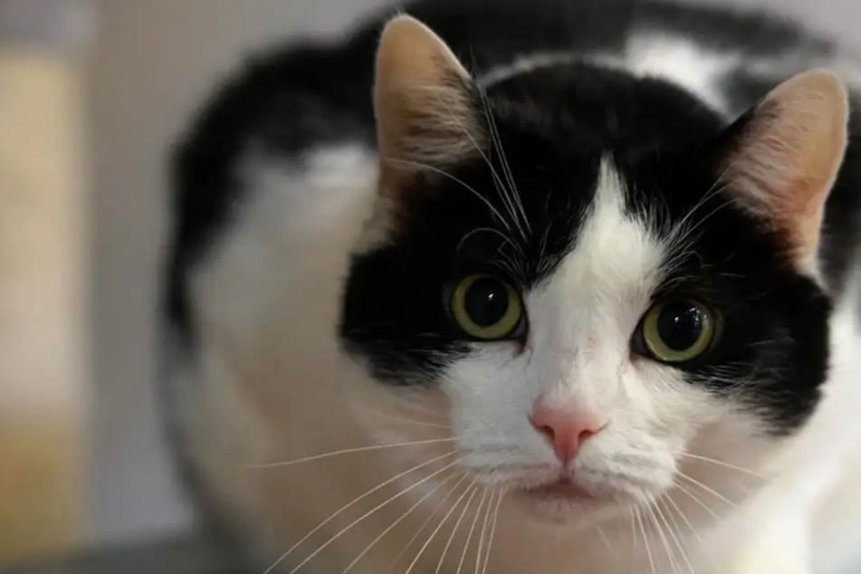 Manni brachte elf Kilogramm auf die Waage: Wer gibt dem hungrigen Kater eine Chance?