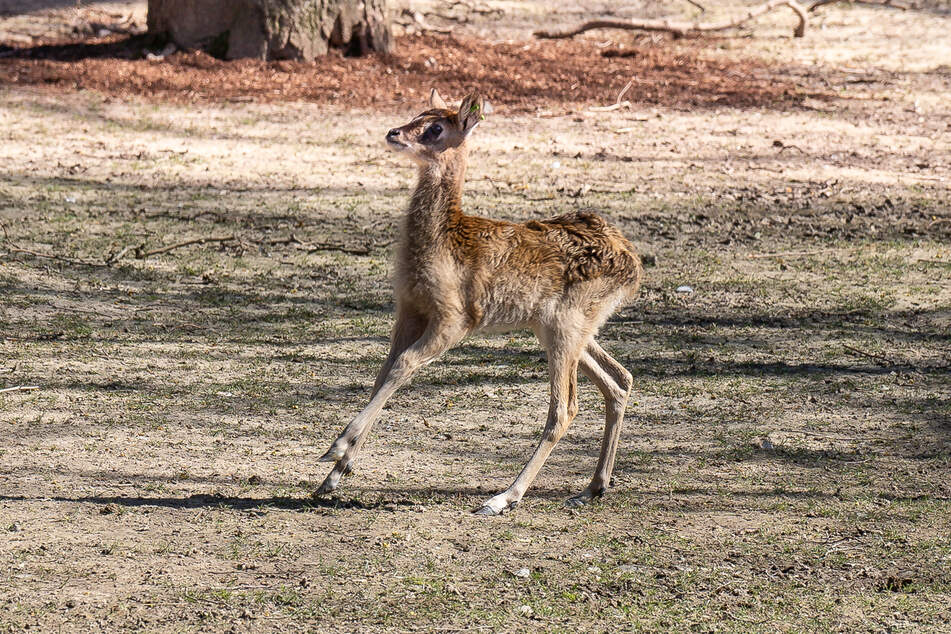 Die Mini-Antilope wurde Anfang April geboren.