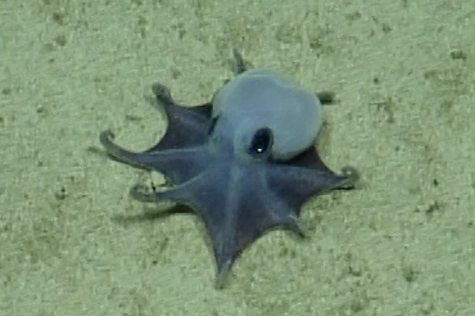 Forscher gaben der neu entdeckten Spezies den Namen Microeledone galapagensis.