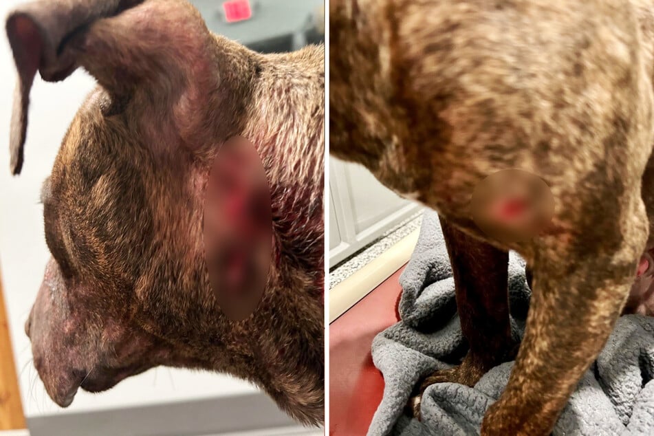 Die Wunden des Rüden reichen tief.