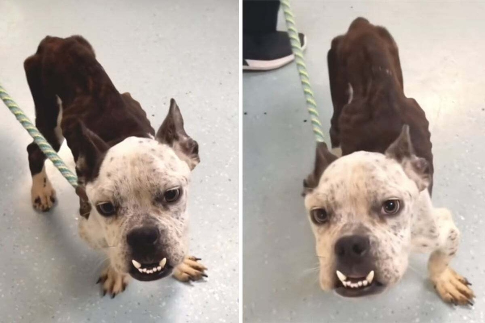 Bulldog puppy doesn't look his age after heartbreaking neglect