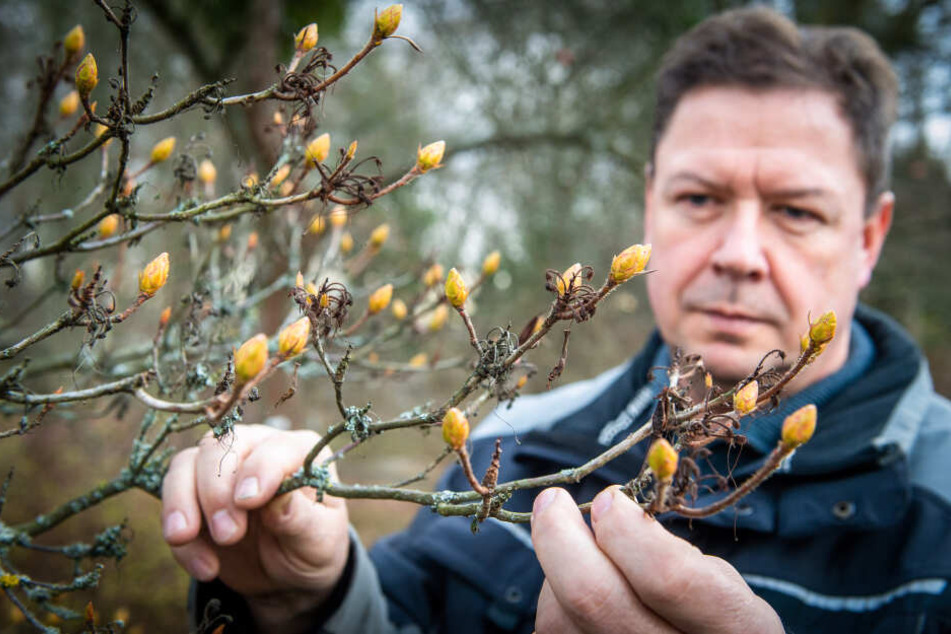 Die Azaleen haben schon ungewöhnlich große Knospen getrieben. Lutz Schäfer (54) betrachtet die Entwicklung im Botanischen Garten mit Sorge.