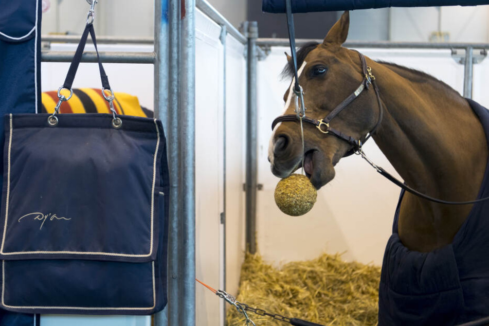Das Pferd hatte in einem Stall gestanden, als es misshandelt wurde. (Symbolbild)