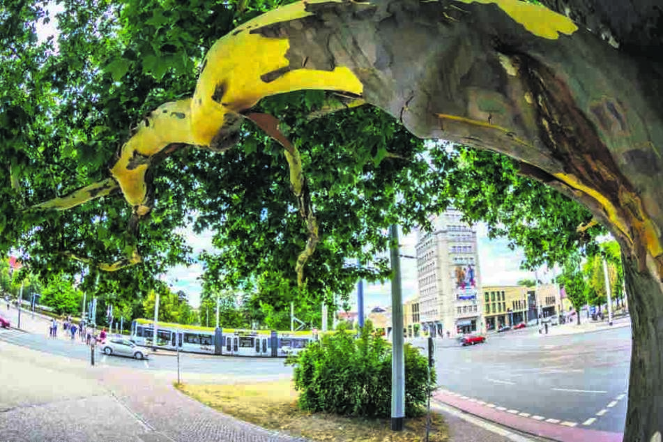 Auch das imposante Platanen-Naturdenkmal am Albertplatz schält sich.