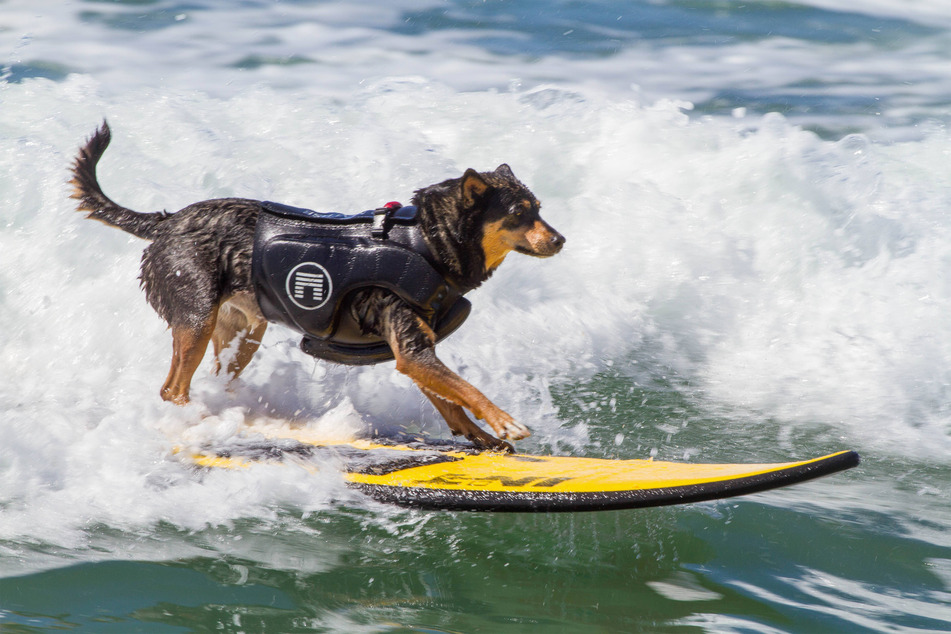 This Californian dog holds a surfing world record