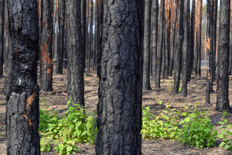 Der gesamte Kreis Elbe-Elster hat nach Angaben des Ministeriums 71.000 Hektar Wald, drei Viertel davon sind Kiefernwälder.