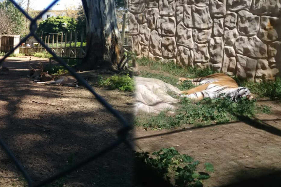 Auch ein Tiger liegt in dem Zoo. Wie lange er noch überlebt, ist unklar.