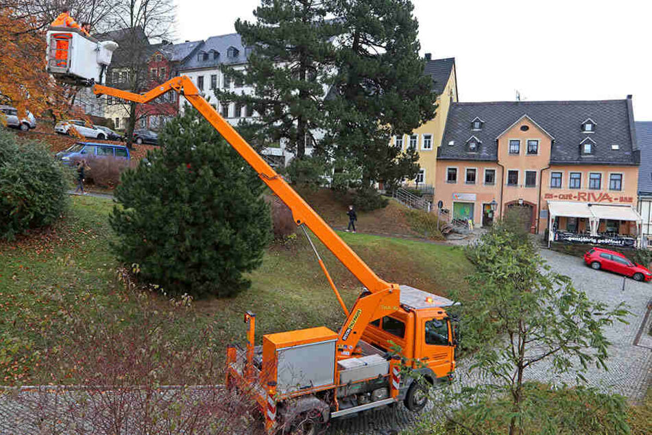 Dieser "Weihnachtsbusch", eine Kiefer, soll es dieses Jahr - und auch in Zukunft - auf dem Weihnachtsmarkt richten.