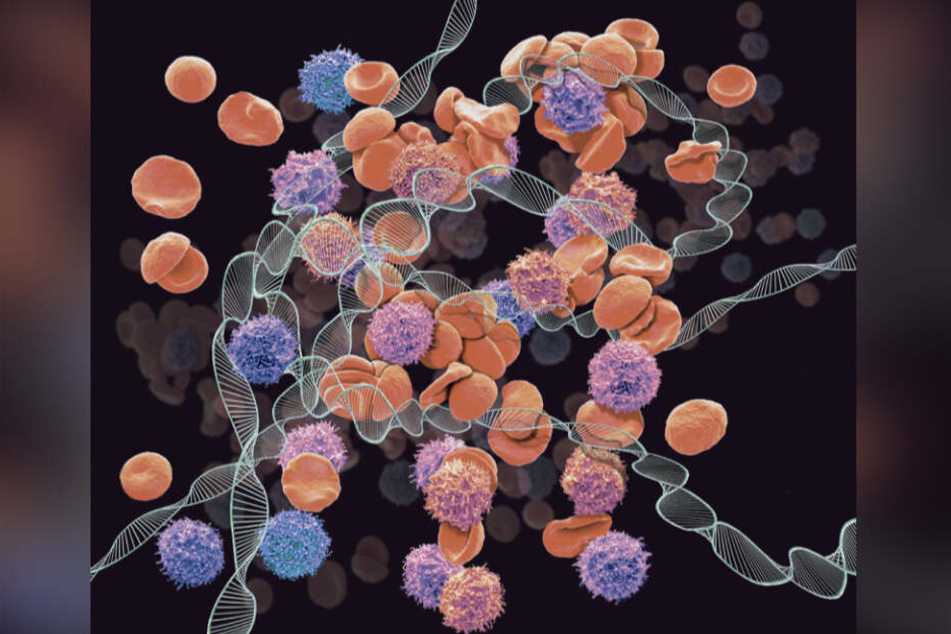 Leukämien werden durch Mutationen in der DNA von Blutzellen verursacht.
