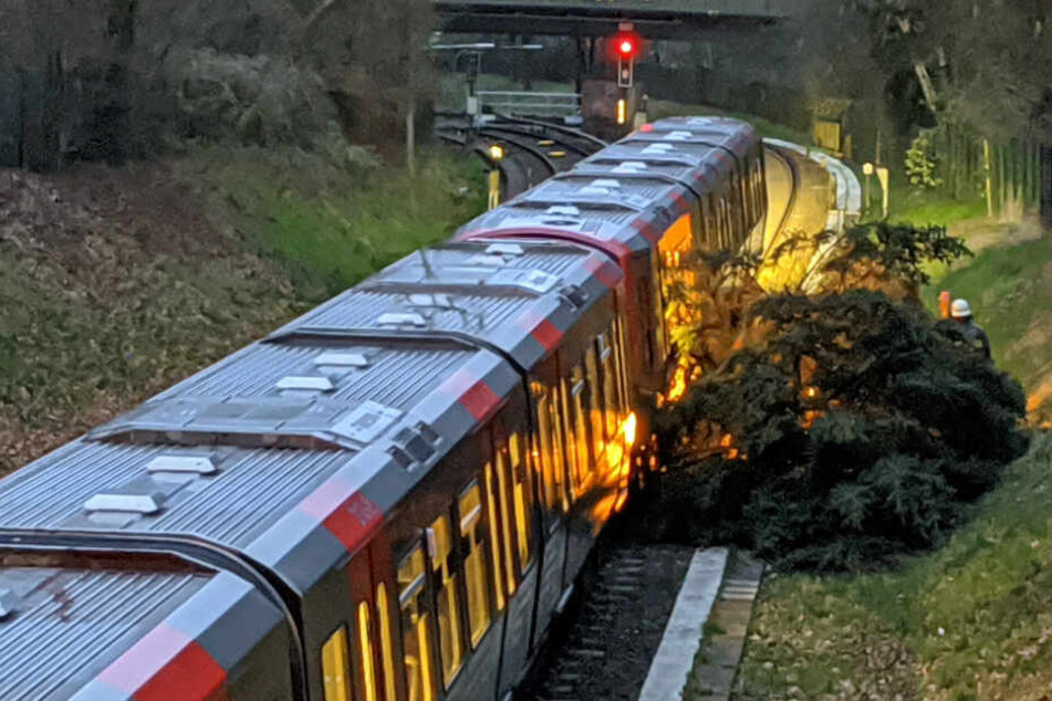 Ein Baum krachte auf der Linie U1 gegen eine U-Bahn.
