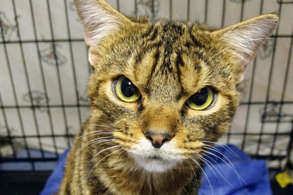 Von dieser Katze kann Batmans Erzfeind Joker noch etwas lernen: den noch böseren Blick...