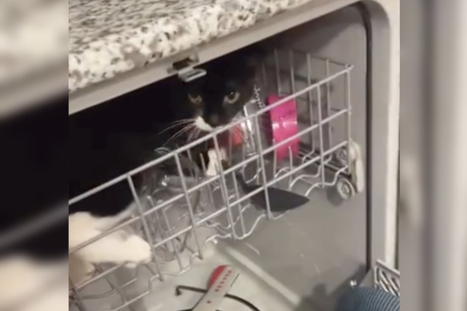 Jeeve the cat made himself comfortable in the dishwasher!