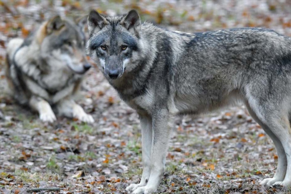 Die Grünen wollen keine wolfsfreie Zonen. (Symbolbild)