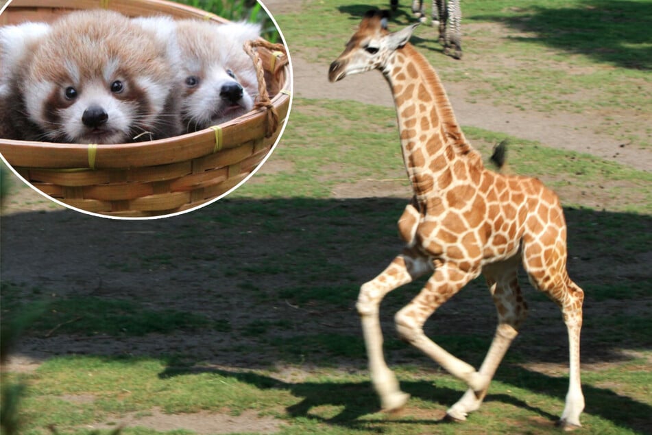 Leipzigs Baby-Giraffe hat endlich einen Namen - doch wie sollen die süßen Panda-Zwillinge heißen?