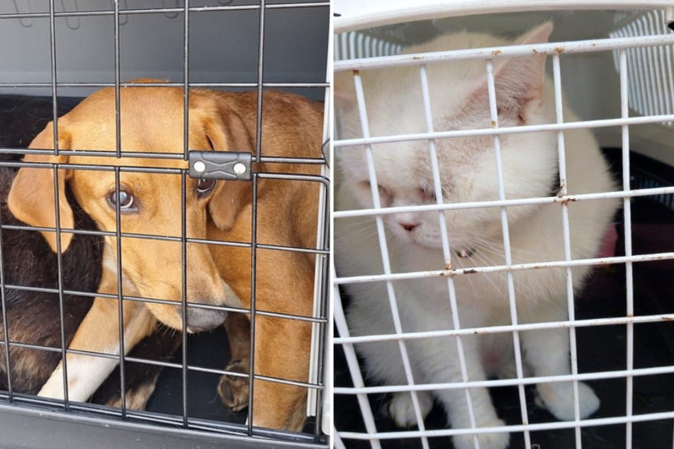 Illegaler Tiertransport gestoppt: Polizei rettet acht Hunde und drei Katzen