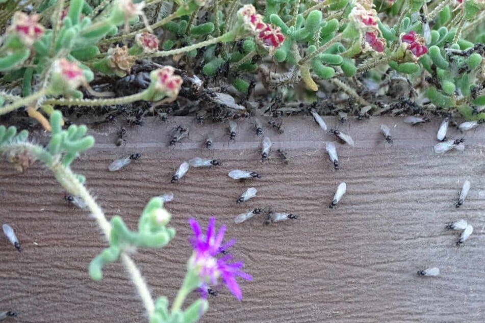 Nervige Insekten: So machen diese Ameisen die Fliege