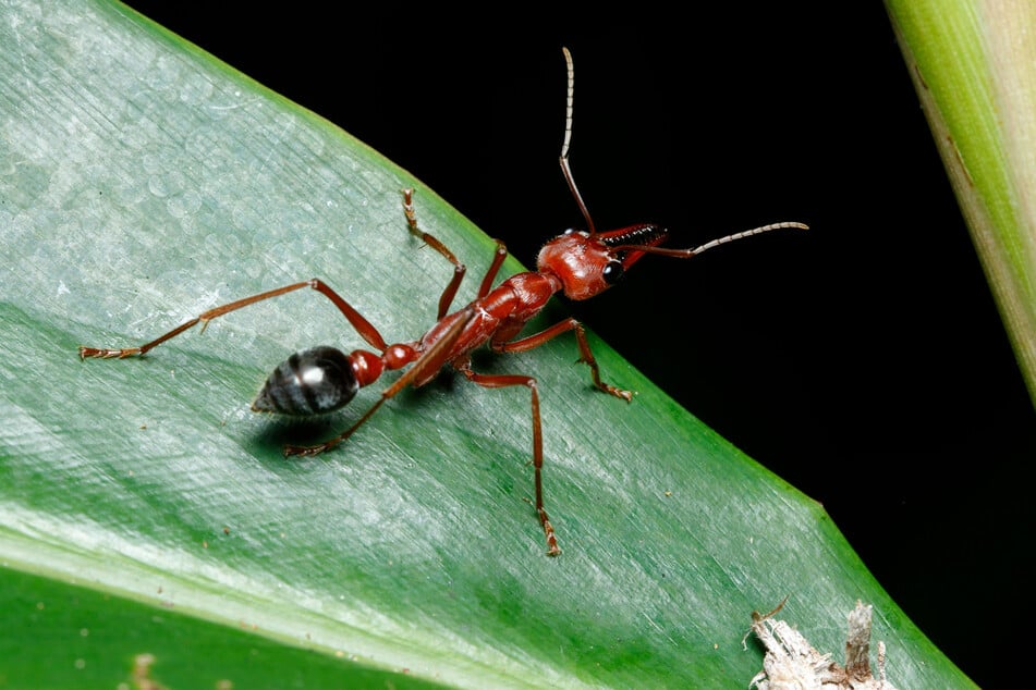 The Australian bull ant is a nasty and dangerous species of ant.