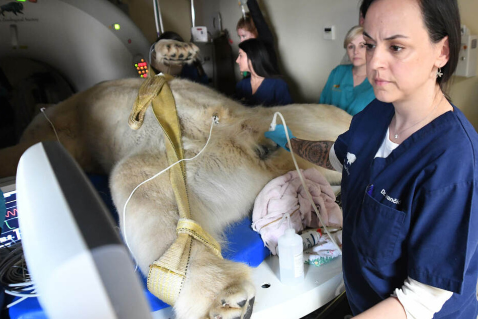 Dr. Marina Ivancic, Veterinär-Radiologin der Chicago Zoological Society, untersucht Hudson, den zwölfjährigen männlichen Eisbären des Brookfield Zoo.