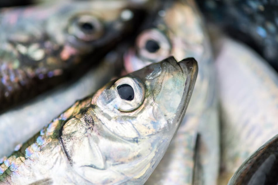 Der Fisch war ohne Kühlung von Belgien nach Deutschland transportiert worden (Symbolbild).