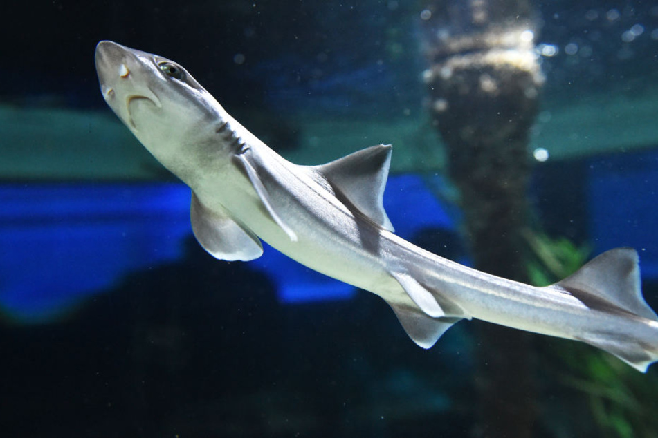 In Pfungstadt kann das Hai-Aquarium gebaut werden. (Symbolbild)