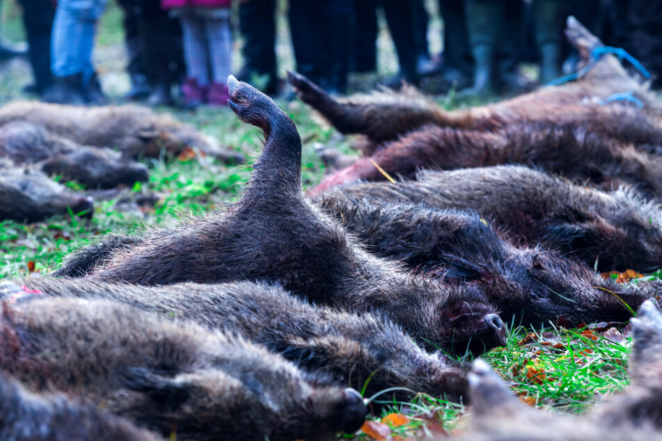 Sachsen-Anhalts Landkreise bereiten sich auf Afrikanische Schweinepest vor