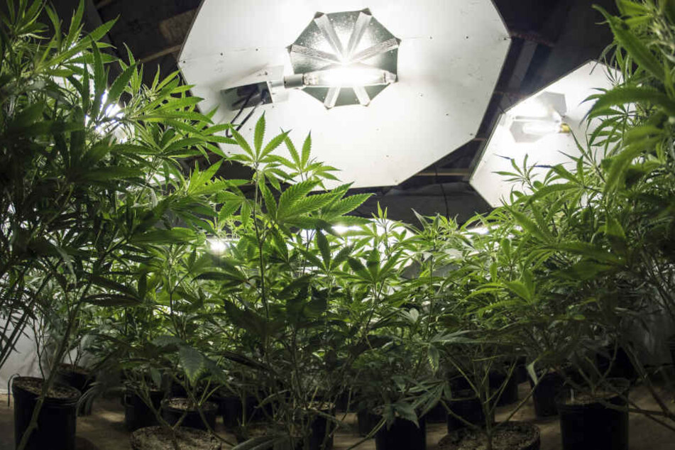 FDP, Grüne und Linke wollen den Zugang zu Cannabis in Deutschland erleichtern. (Symbolbild)