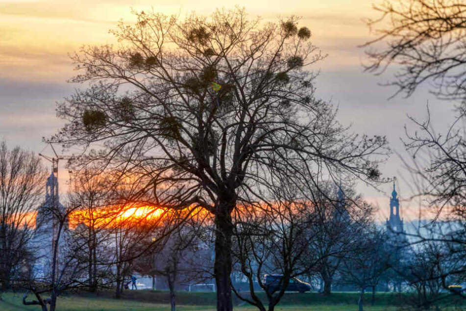 Ein Baum voller Misteln an den Elbwiesen. In vielen Parkanlagen der Stadt haben die Halbschmarotzer alte Bäume besiedelt. Einige Bäume sind so stark befallen, das sie in absehbarer Zeit gefällt werden müssen.