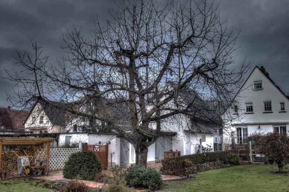 Es ist höchste Zeit, sich in Haus und Garten um die Pflanzen zu kümmern.