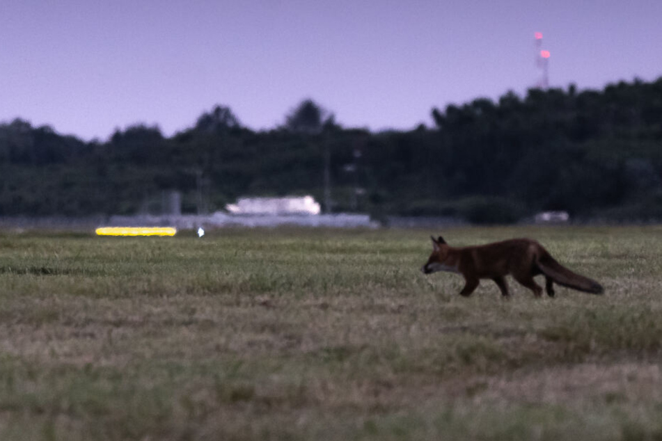 Ein Fuchs geht über eine Wiese auf dem Flugfeld vom Flughafen Hamburg.