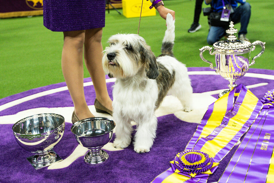 Petit Buddy Holly wins top award at prestigious Westminster dog show!