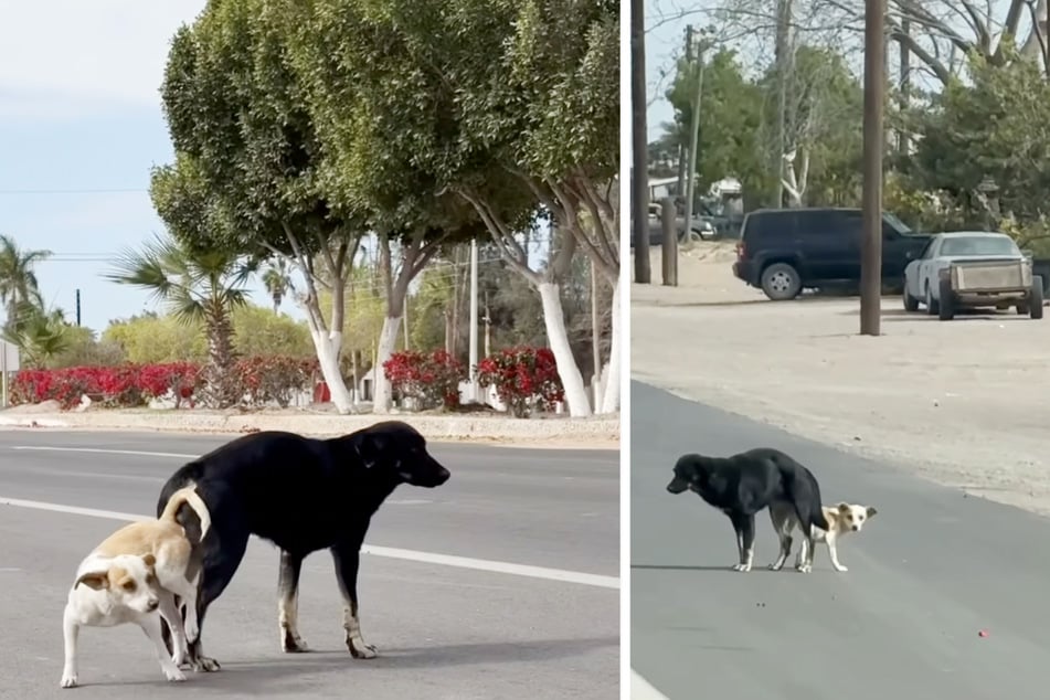 Tierschützerin Alli war nicht direkt klar, dass sich diese beiden Hunde vor ihr paarten.