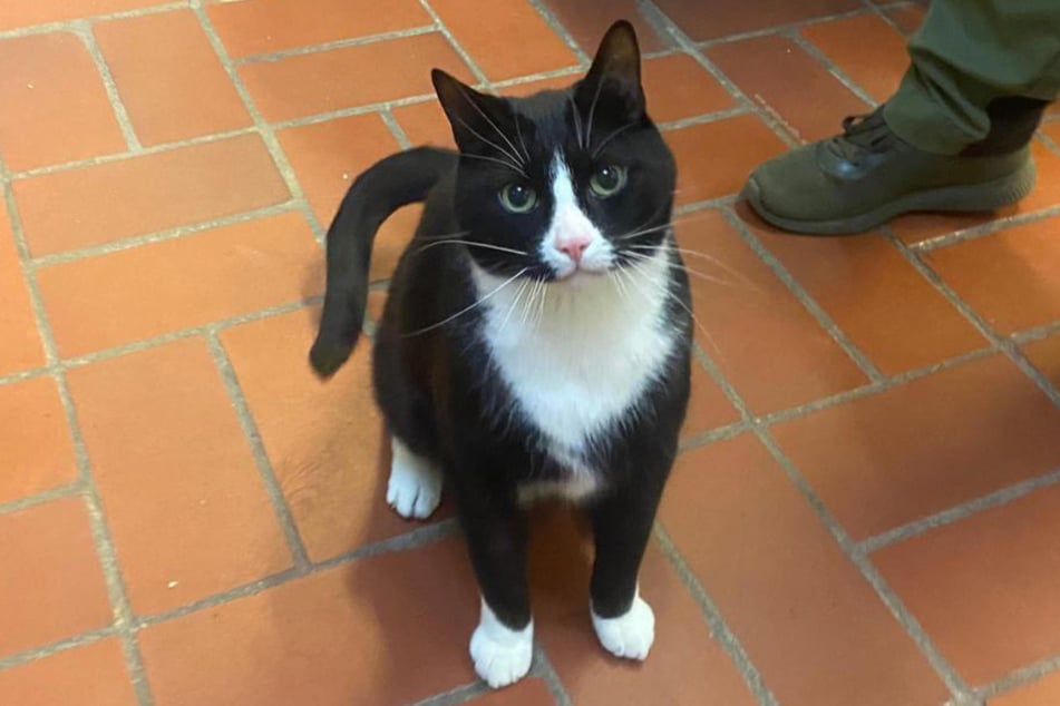 Kater Calvin aus dem Hamburger Tierheim hat einiges durchgestanden. Nun sucht er ein liebevolles Zuhause.