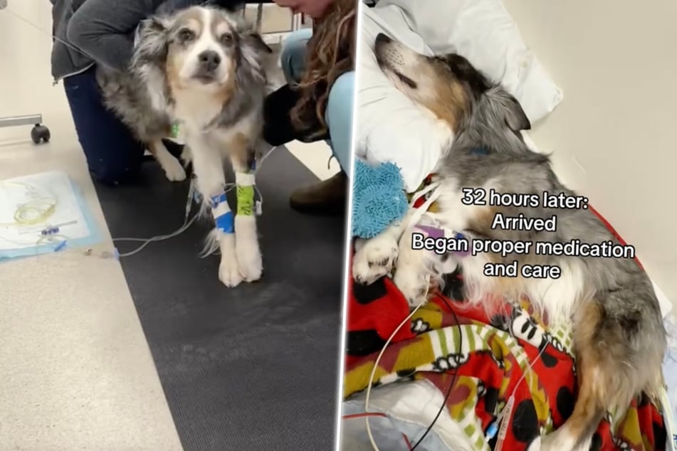 Hund frisst verschimmelte Sahne: Was dann passiert, ist herzzerreißend