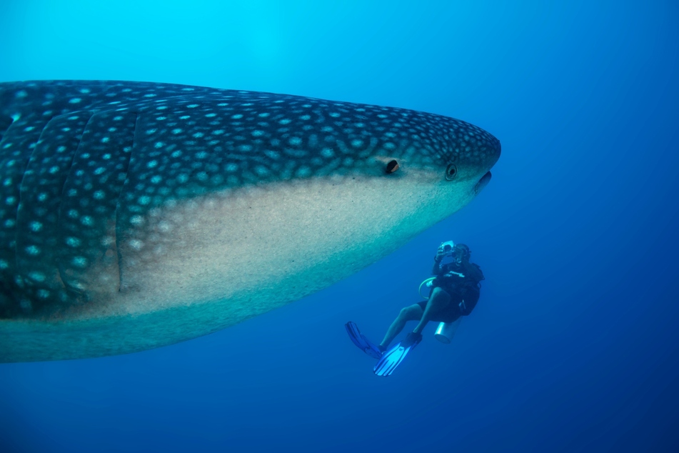 Forschende wollen die Wissenslücken über die größten Fische der Welt füllen, um sie vor dem Aussterben zu bewahren.