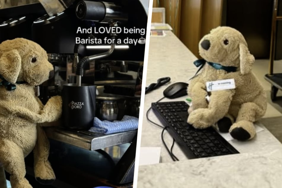 "Jack" hilft dem Hotelpersonal seit seiner Ankunft bei sämtlichen Aufgaben. Egal ob Barista oder Rezeptionist, der Plüsch-Hund ist ein echtes Multitalent!