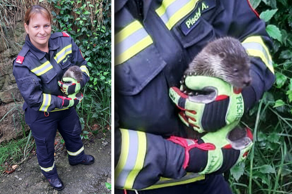 Die Feuerwehr rettete den kleinen Otter in Kottingbrunn.