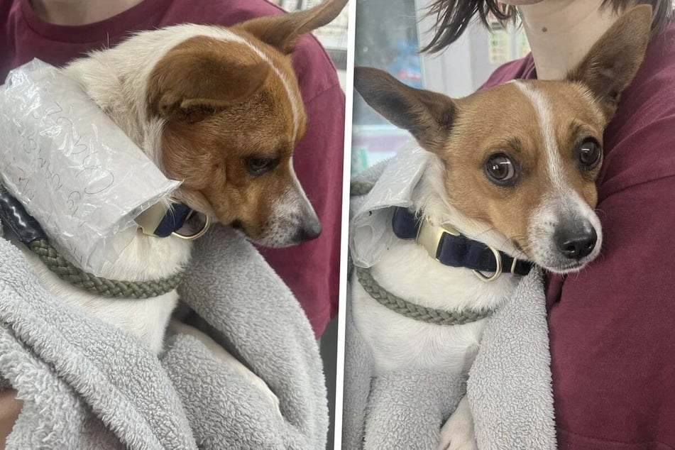 Chase the dog could no longer be cared for by his owner, so he abandoned the poor Jack Russell Terrier – but he left a heartbreaking message for rescuers.