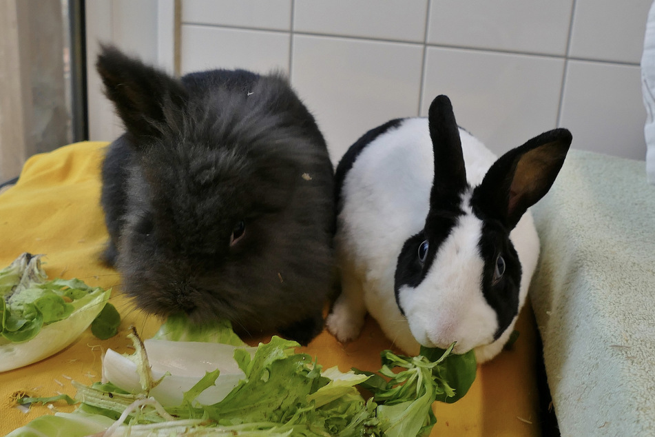 Angora-Kaninchen Feivel (l.) und Rex-Kaninchen Blue sind ein Herz und eine Seele.