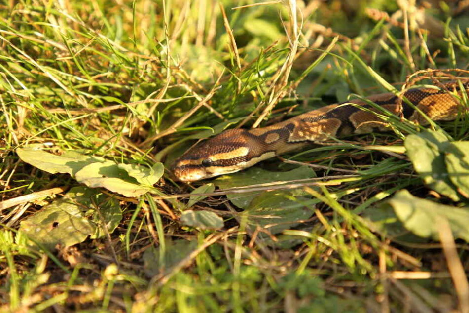 Diese Python wurde in Bad Frankenhausen gefunden.