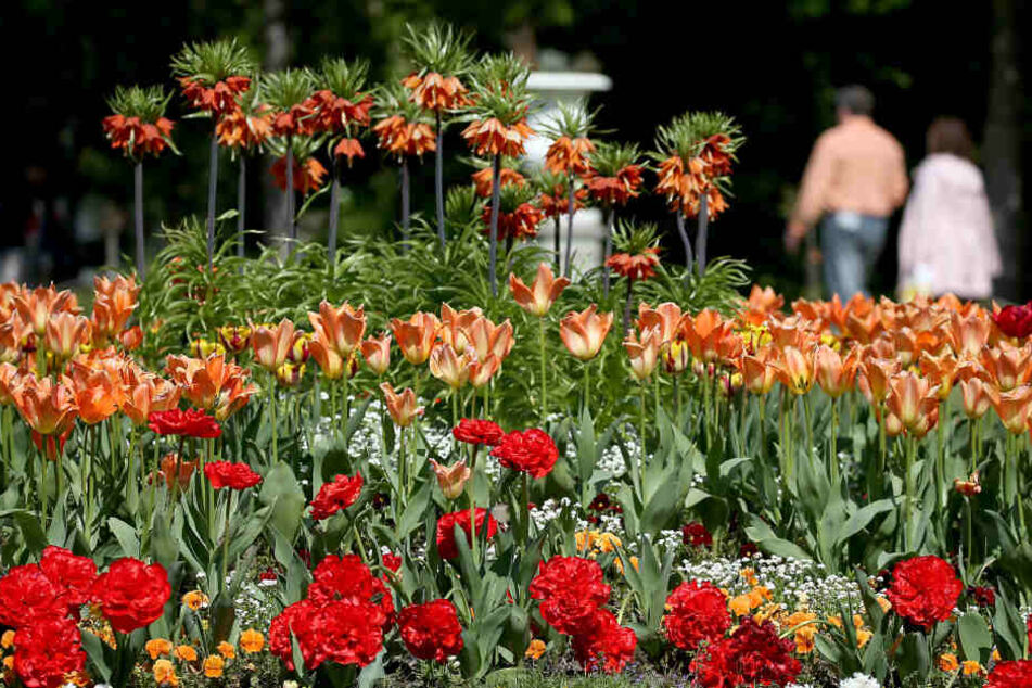 Das prächtige Blumenmeer in der Flora in Köln gab es auch wegen der kräftigen Sonne.