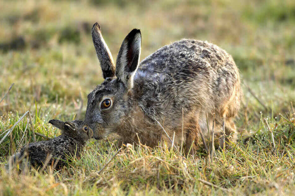 Im Gegensatz zu gesunden können verletzte Jungtiere nach Absprache im örtlichen Tierheim abgegeben werden.