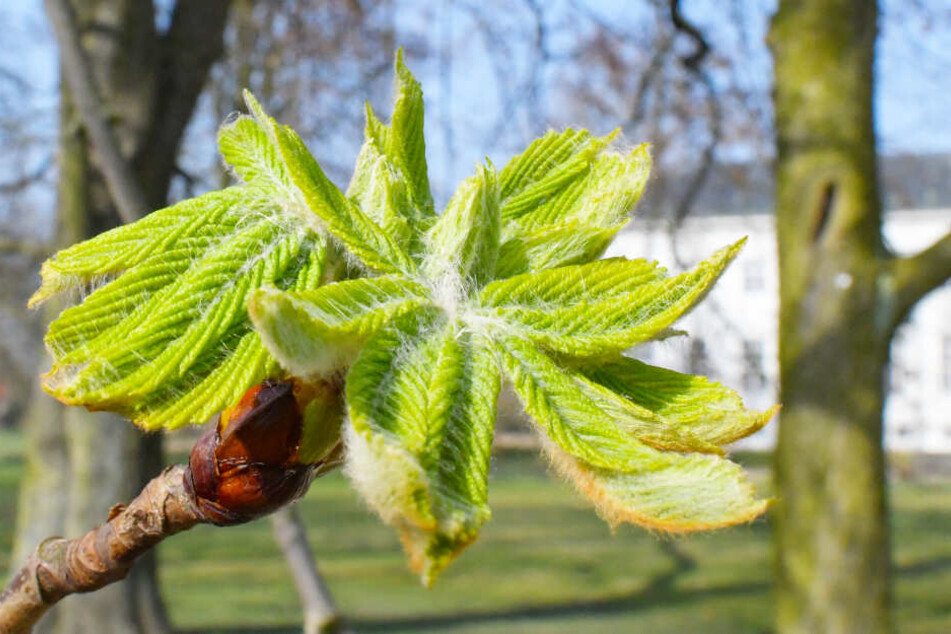 In wenigen Wochen ist es soweit und die Knospen der Kastanienbäume platzen auf.