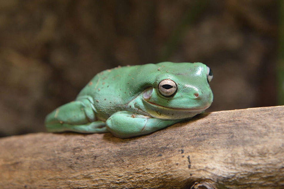 Auch Amphibien wie dieser Korallenfinger-Laubfrosch bewohnen das Zimmer.