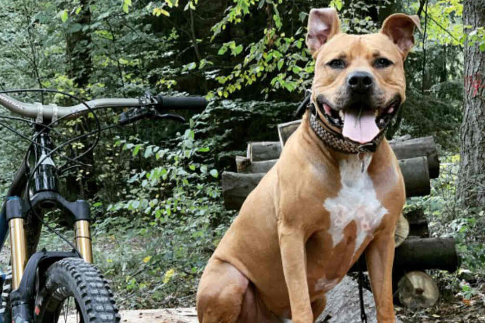 Lennox läuft auch neben einem Fahrrad Fuß.