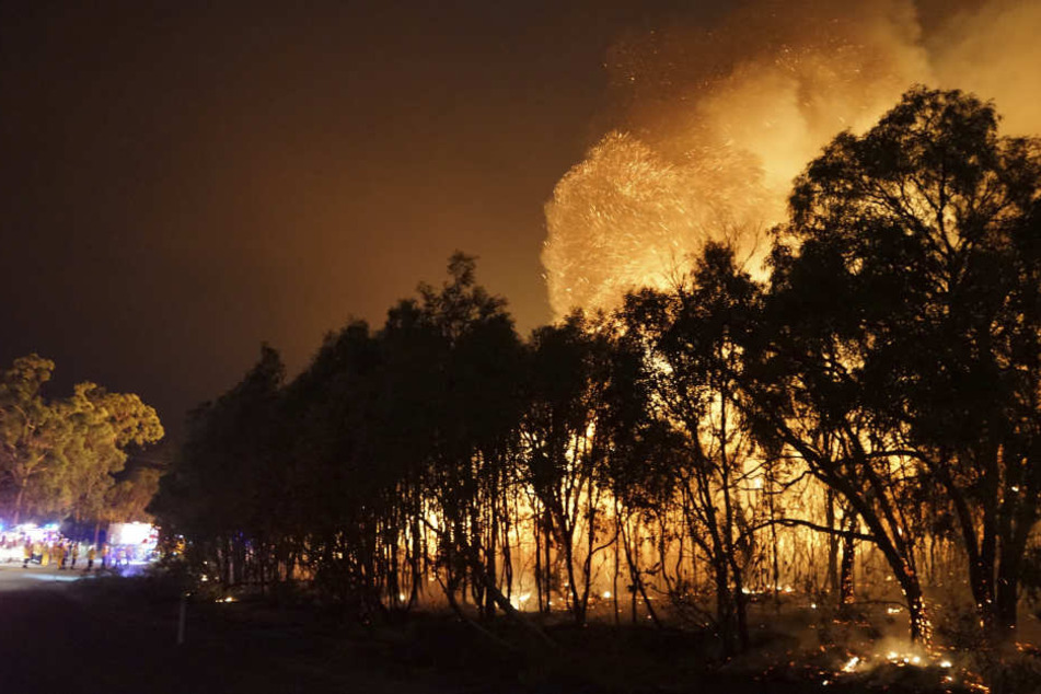 In Australien toben derzeit mehr als 120 Buschfeuer!