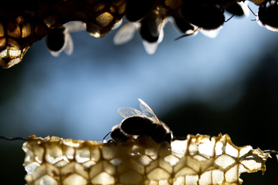 Für Menschen ist die Bienenseuche aber ungefährlich, für Bienen tödlich. (Symbolbild)
