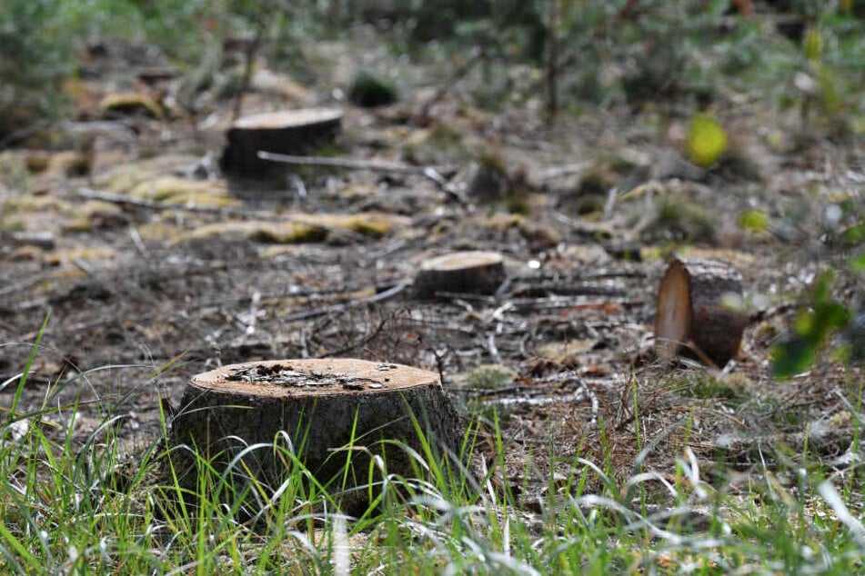 Der Forst musste auch für die Beseitigung von Waldschäden deutlich mehr Geld als geplant ausgeben.