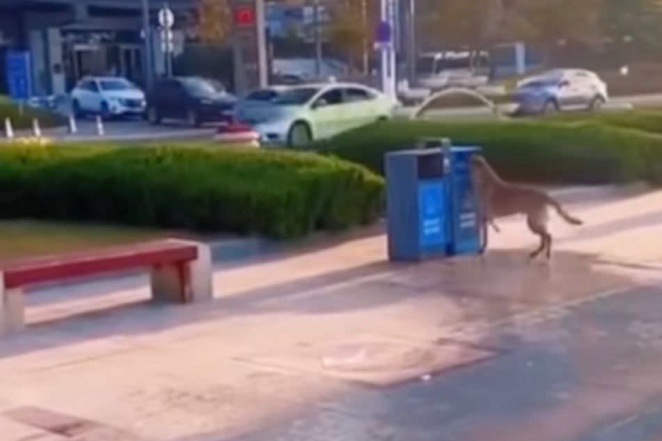 Da gehört es hin! Der Hund entsorgte einen im Meer treibenden Gegenstand ordnungsgemäß in einer nahestehenden Mülltonne.