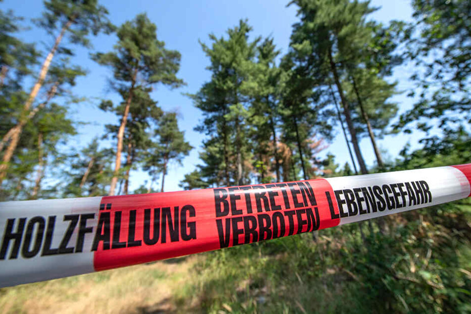 Eine Absperrung begrenzt ein Wald-Areal, in dem zahlreiche abgestorbene oder kranke Bäume gefällt werden müssen.